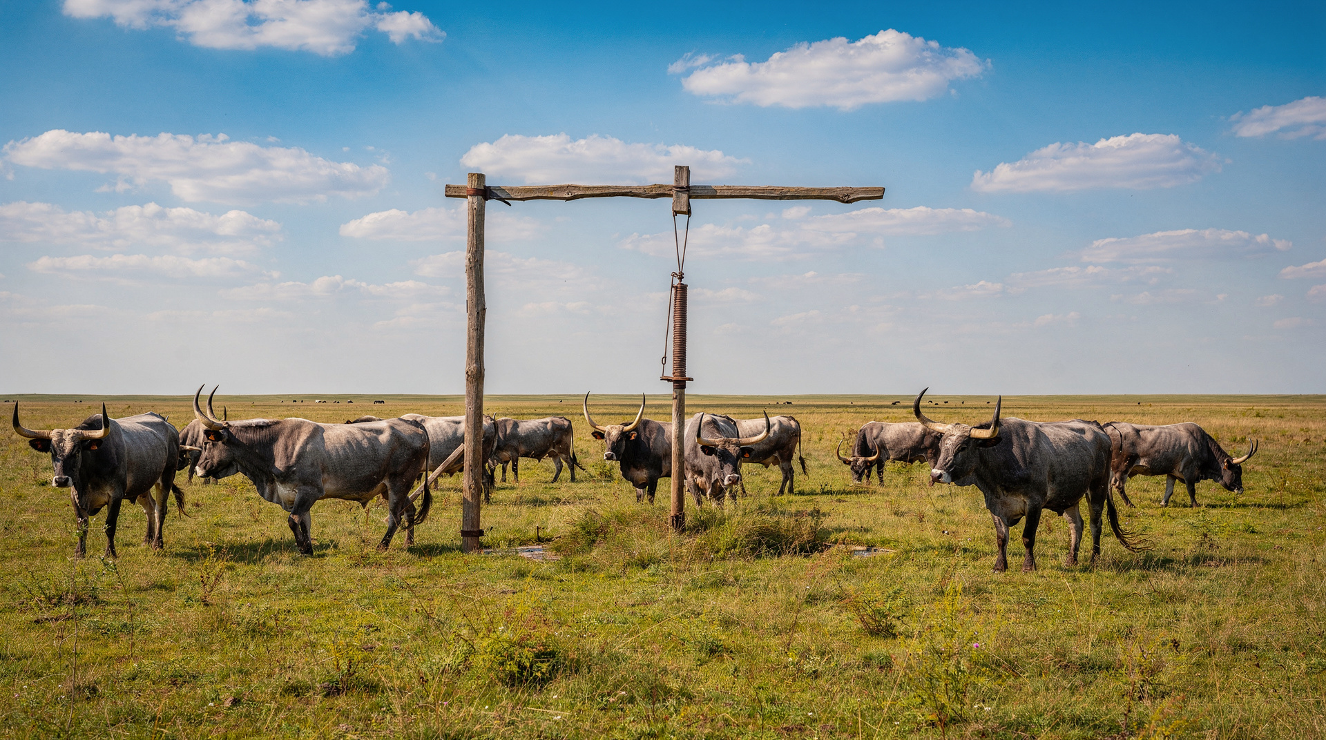 Hortobágy Puszta day trip from Budapest: horse shows, grey cattle, and the Great Plain
